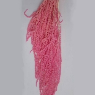 Picture of AMARANTO COLOR