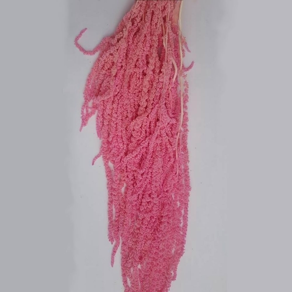 Picture of AMARANTO COLOR