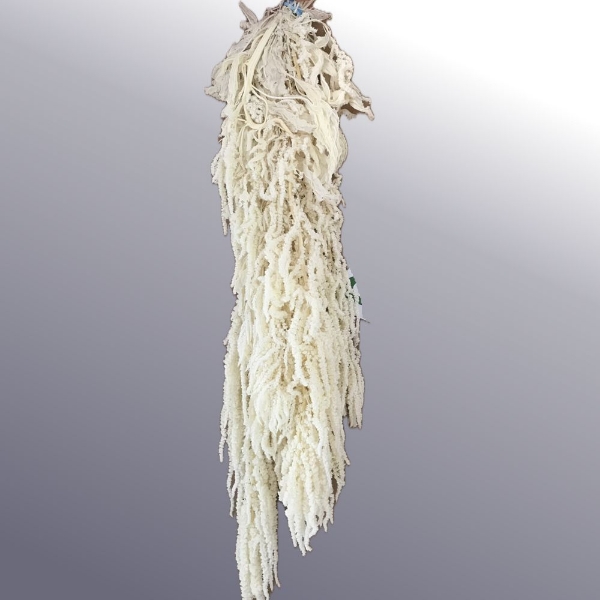 Picture of AMARANTO SBIANCATO