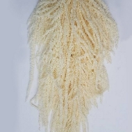 Image de AMARANTO CAUDATUS SBIANCATO