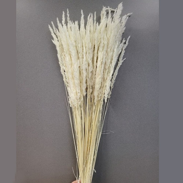 Immagine di AVENA SBIANCATA