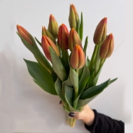 Image de TULIPANI (PRODUZIONE ITALIA)