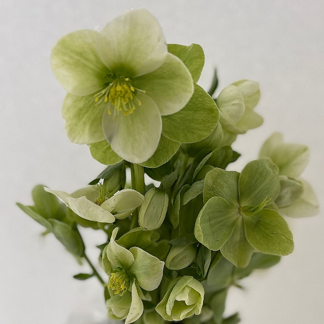 Agrandir l'image de ELLEBORO (Helleborus) Image de ELLEBORO (Helleborus)