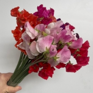 Picture of FIORI DI PISELLO ODOROSO MIX (LATHYRUS)