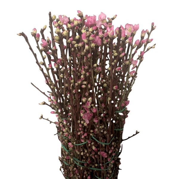 Image de PESCO FIORITO ROSA 120