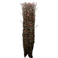 Image de PESCO FIORITO ROSA 120
