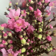 Image de PESCO FIORITO ROSA 120