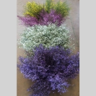Image de GINESTRA FIORITA  COLORARTA 