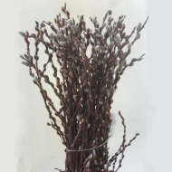 Image de SALICE CAPREA (SALIX)