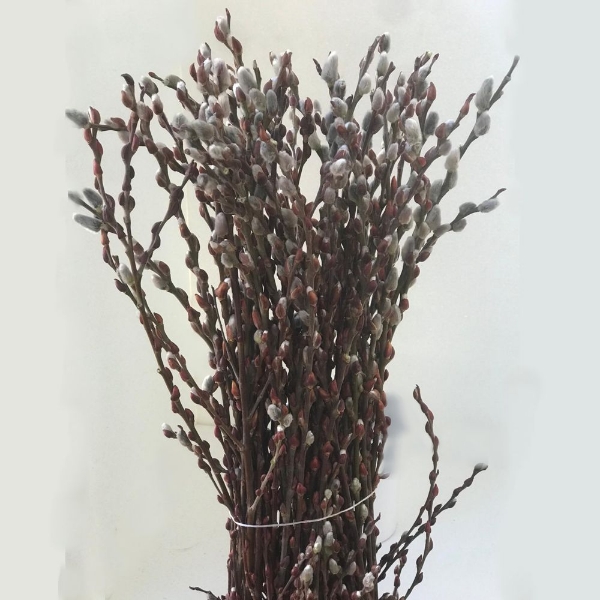 Image de SALICE CAPREA (SALIX)