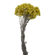 Picture of HELICHRYSUM ITALICUM NATURALE