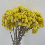 Picture of HELICHRYSUM ITALICUM NATURALE