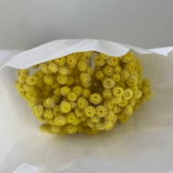 Picture of HELICHRYSUM ITALICUM NATURALE