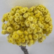Picture of HELICHRYSUM ITALICUM NATURALE