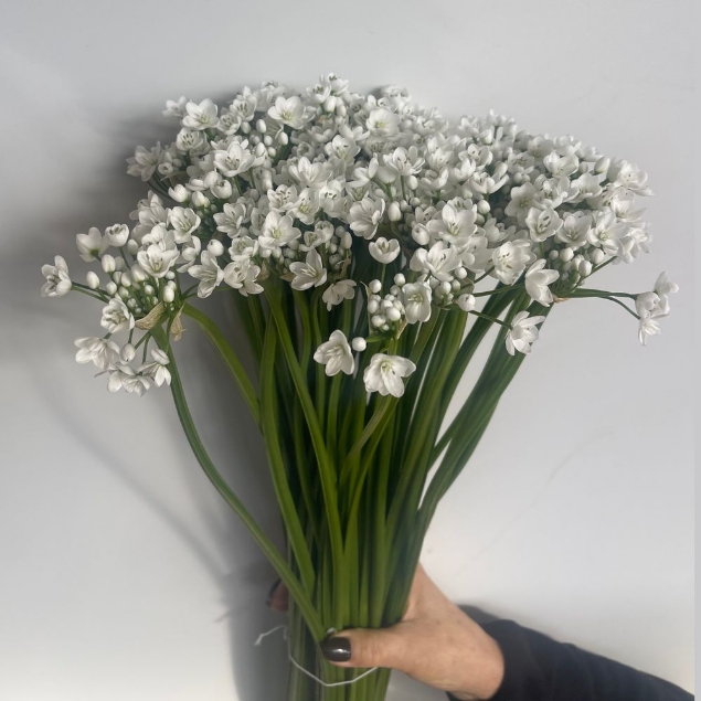 Show details for ALLIUM BIANCO (aglio) Picture of ALLIUM BIANCO (aglio)
