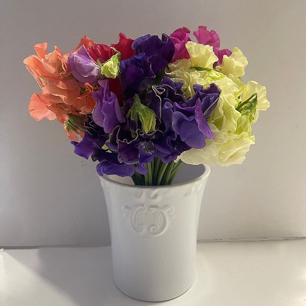 Picture of FIORI DI PISELLO ODOROSO MIX (LATHYRUS)