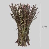 Immagine di PESCO FIORITO ROSA 60