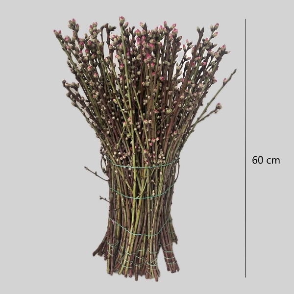 Immagine di PESCO FIORITO ROSA 60