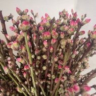 Immagine di PESCO FIORITO ROSA 60