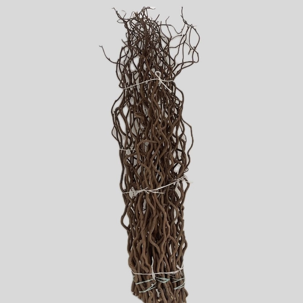 Picture of CORYLUS CONTORTO (NOCCIOLO CONTORTO)