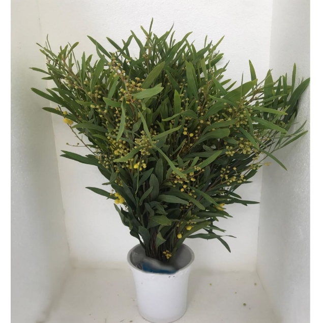 Show details for MIMOSA FLORIBUNDA Picture of MIMOSA FLORIBUNDA