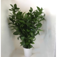 Image de RUSCUS GARDEN (foglie grandi)