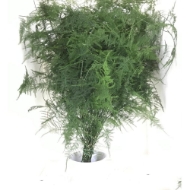 Image de ASPARAGUS PLUMOSUS