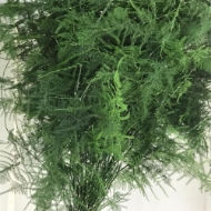 Image de ASPARAGUS PLUMOSUS