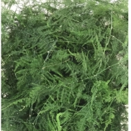 Image de ASPARAGUS PLUMOSUS