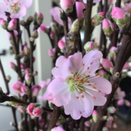 Immagine di PESCO FIORITO ROSA 60
