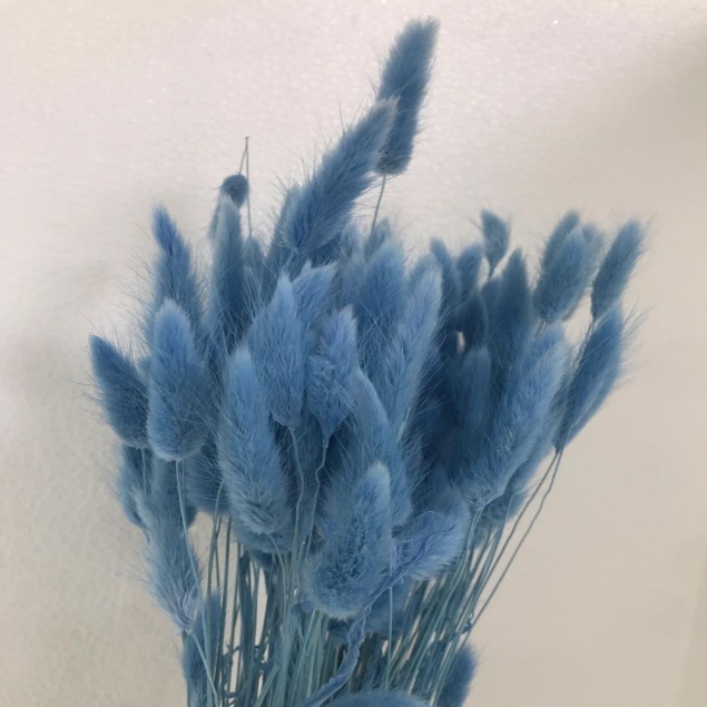 Show details for LAGURUS COLORATO  Picture of LAGURUS COLORATO