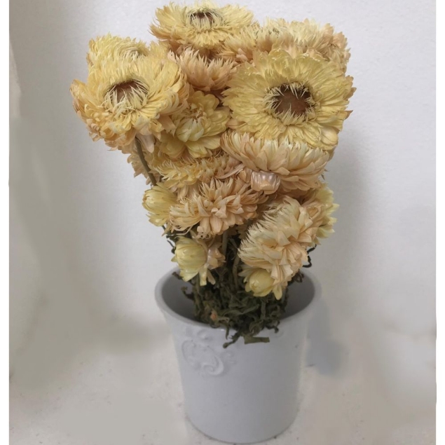 Show details for HELYCRYSUM BRACTEATUM (fiore di paglia) Picture of HELYCRYSUM BRACTEATUM (fiore di paglia)