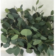 Picture of EUCALIPTO POPULUS FOGLIA