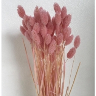 Immagine di PHALARIS SBIANCATO e colorato