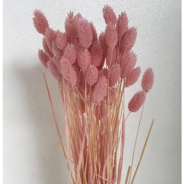 Immagine di PHALARIS SBIANCATO e colorato