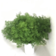 Picture of ASPARAGUS MYRIOCLADUS (Ming)