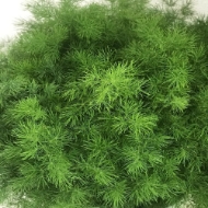 Image de ASPARAGUS MYRIOCLADUS 