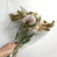 Image de CYPRIPEDIUM EX 