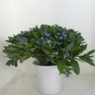 Picture of MYOSOTIS (nontiscordardimè)