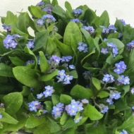 Picture of MYOSOTIS (nontiscordardimè)