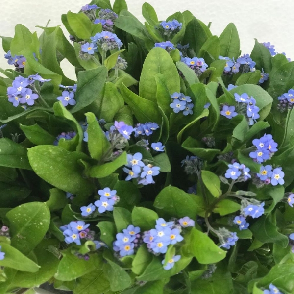 Picture of MYOSOTIS (nontiscordardimè)