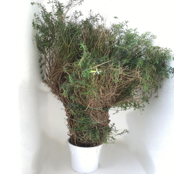 Picture of EUPHORBIA SPINOSA 