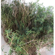 Picture of EUPHORBIA SPINOSA 