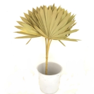 Immagine di PALM SUN cream
