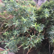 Picture of EUPHORBIA SPINOSA 