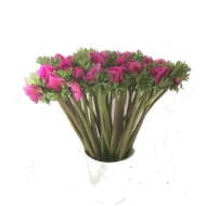 Picture of ANEMONE EX