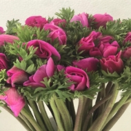 Image de ANEMONE EXTRA (prezzo a stelo)