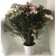 Picture of RICEFLOWER (fior di riso)