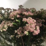 Picture of RICEFLOWER (fior di riso)