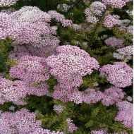 Picture of RICEFLOWER (fior di riso)